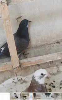 جوجه پرشی