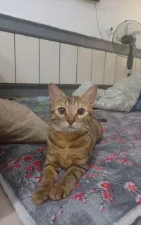 واگذاری گربه