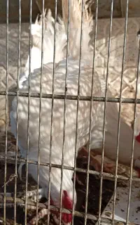 خروس