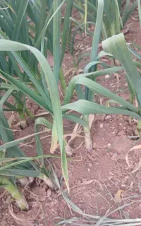 انبار جهت سیر