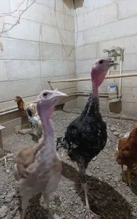 ۲عدد بوقلمون