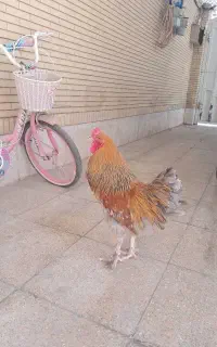 فروش مرغ و خروس محلی