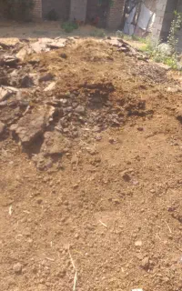 کتم گاو