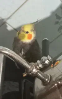 پرنده