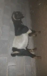 نری چاق و سرحال