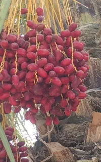 فروش خرما