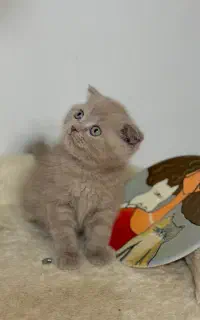 بچه گربه اشرافی