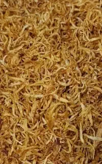 پیاز داغ