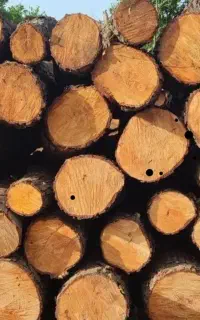 خرید چوب باغی وجنگلی
