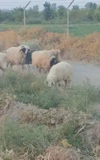 گوسفند