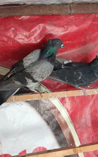 کفتر پلاکی پرشی