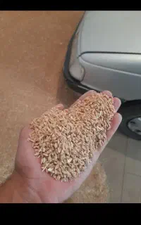 خریدفروش گندم جو سبوس کود  چکی مغازه واقع در قاسم