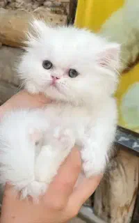 توله پرشین