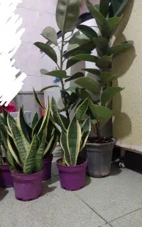 فیکوس و سانس بساط میکنم بلوکیا روبرو عطارمختارزاده