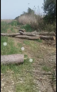 خرید چوب