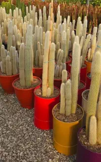 فضای سبز