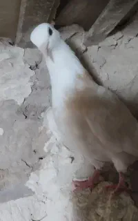 کبوتر