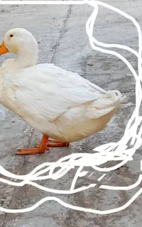 اردک مهربون و خوشگل