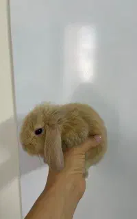 فروش خرگوش