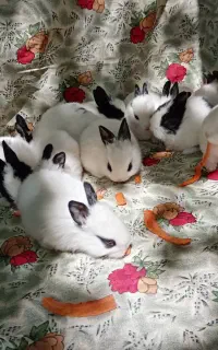 حراج بچه خرگوش