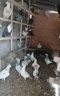 60 عدد کبوتر کرمونی و رنگه