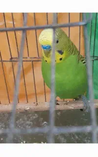 مرغ عشق دونه ۴۵۰