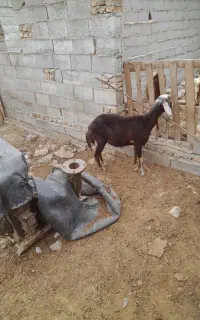 طوقلی زیر قوچی جنس