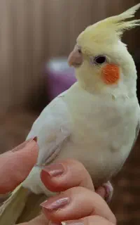 عروس هلندی گم شده