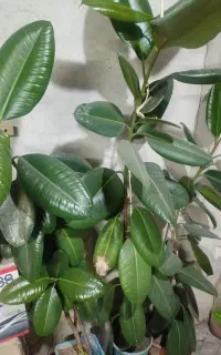 گل ،طبیعی