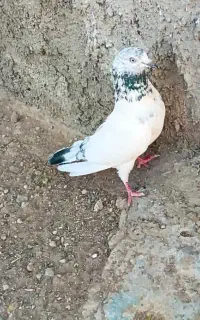 کفتر
