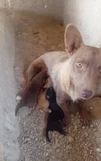 سگ پاکوتاه