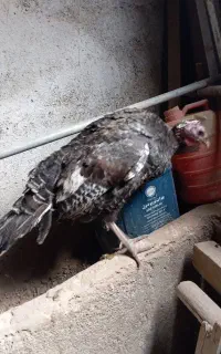 بوقلمون ماده