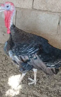 بوقلمون سرحال