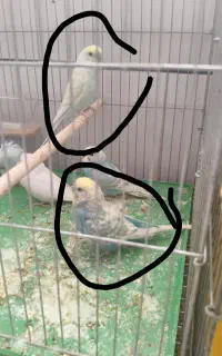 مرغ عشق اسپانگل