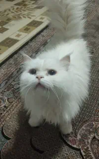 گربه پرشین ماده سفید برفی