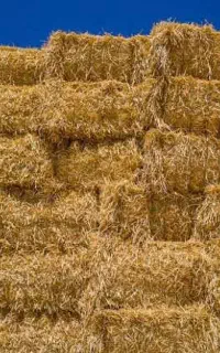 فروش کاه تمیز و درجه ۱