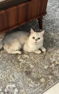 اسکاتیش و بریتیش