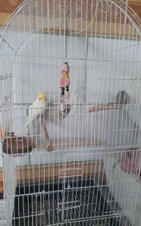 عروس هلندی با قفس