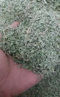 آویشن برگ پهن شیرازی