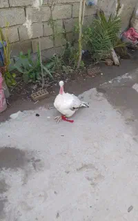 بوقلمون ماده