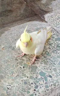 عروس هلندی گمشده
