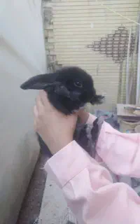 خرگوش لوپ
