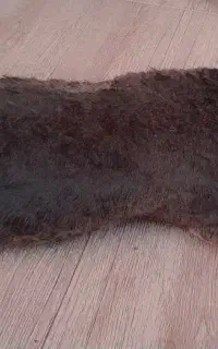 خیگ