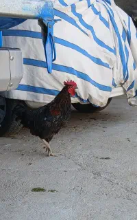 خروس