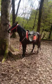 مادیان فول سواریی بدون عیب و یراد ۵ به ۶