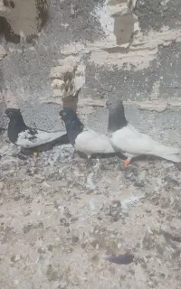 پرنده