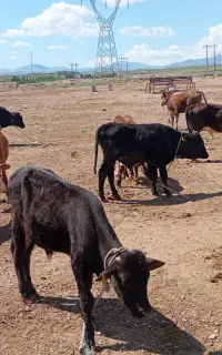 گوساله بومی بومی دورگ دورگ سیمنتال