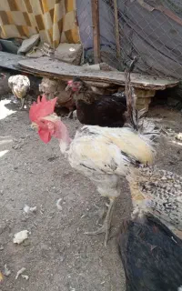 خروس سالم گچساران