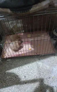 همستر بازی گوش و بامزه