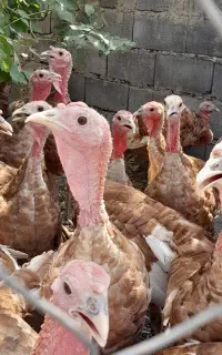 خروس